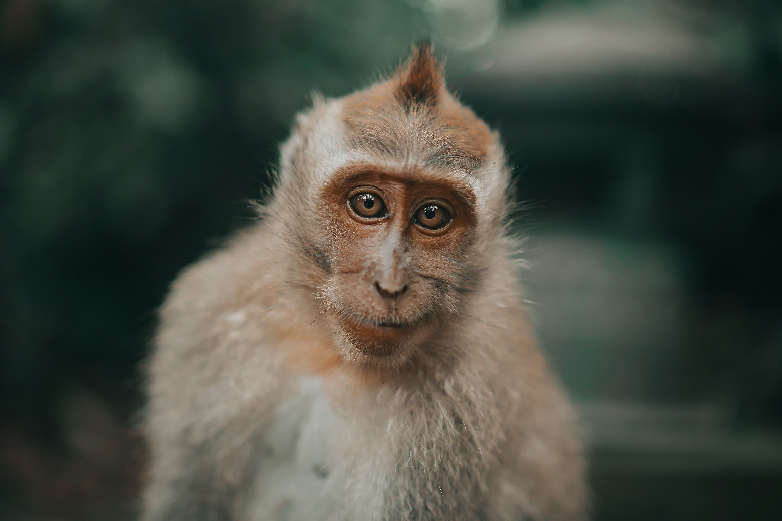 ubud