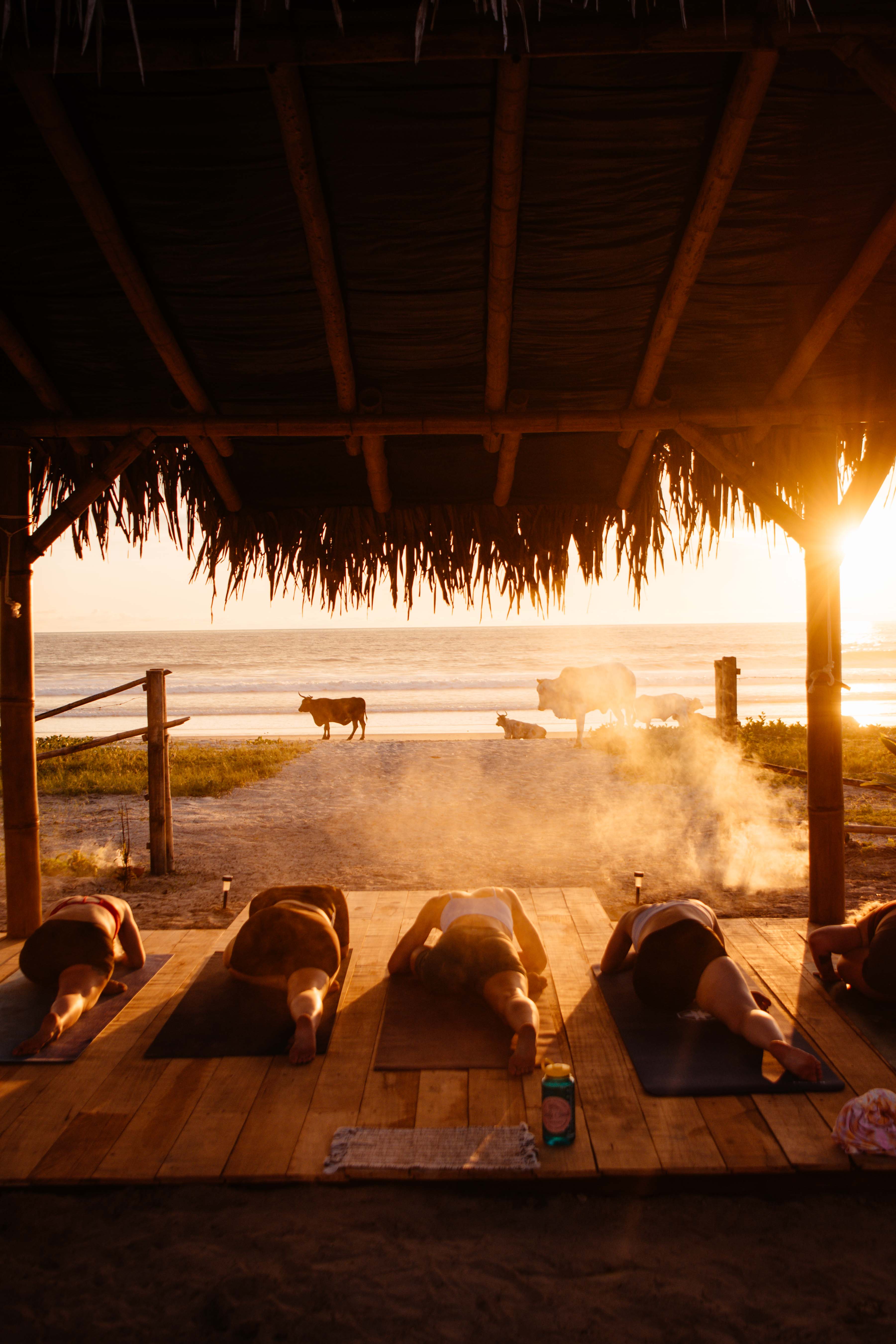 Yoga-Ecuador-cows