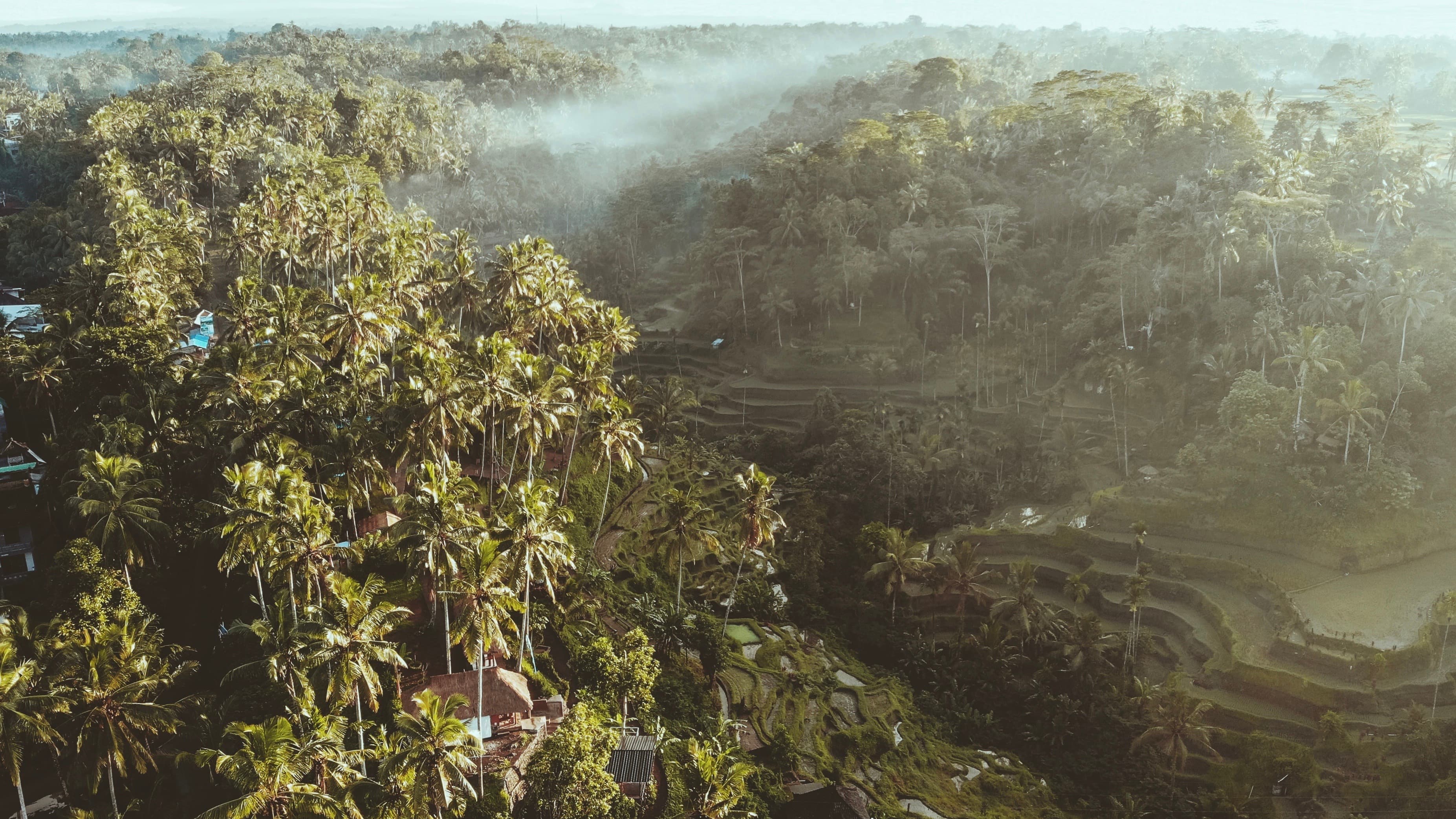 ubud palmtrees