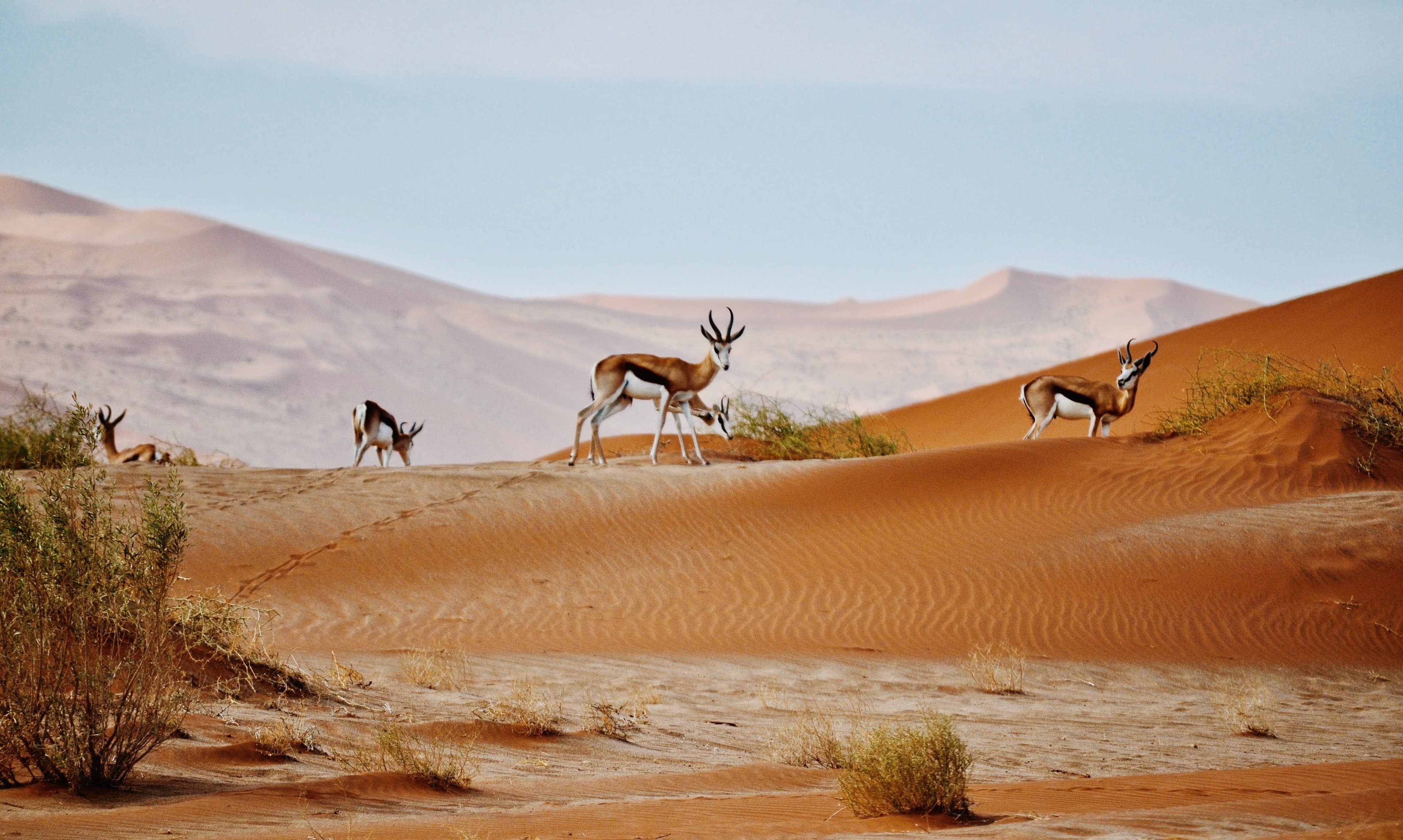 wild life Namibia