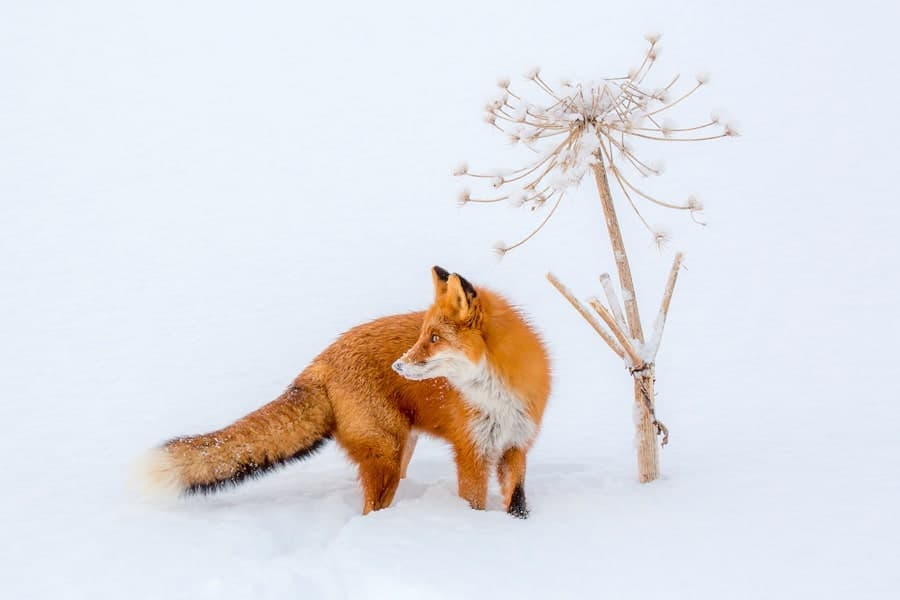 fox