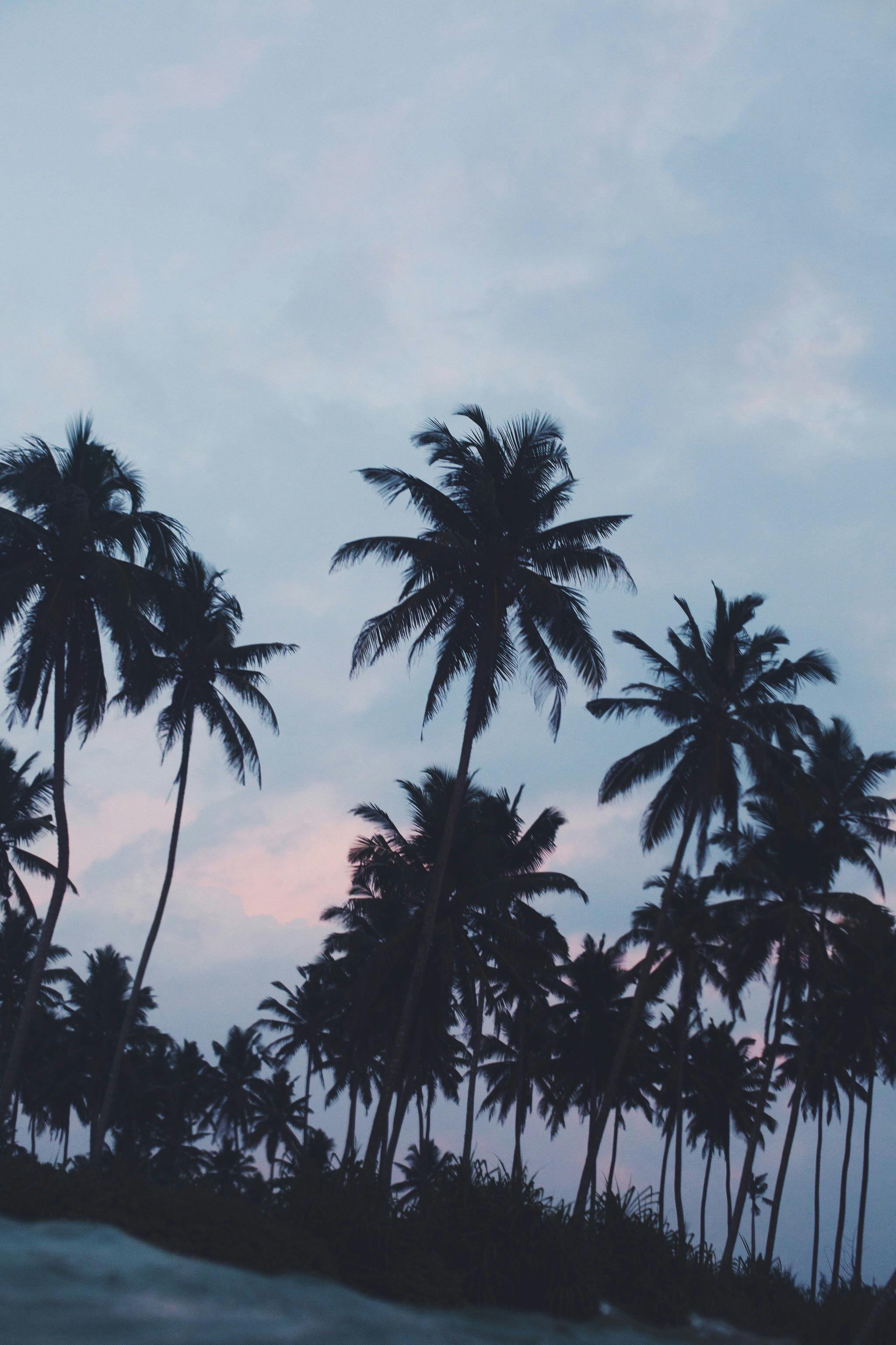 Palms and sunset