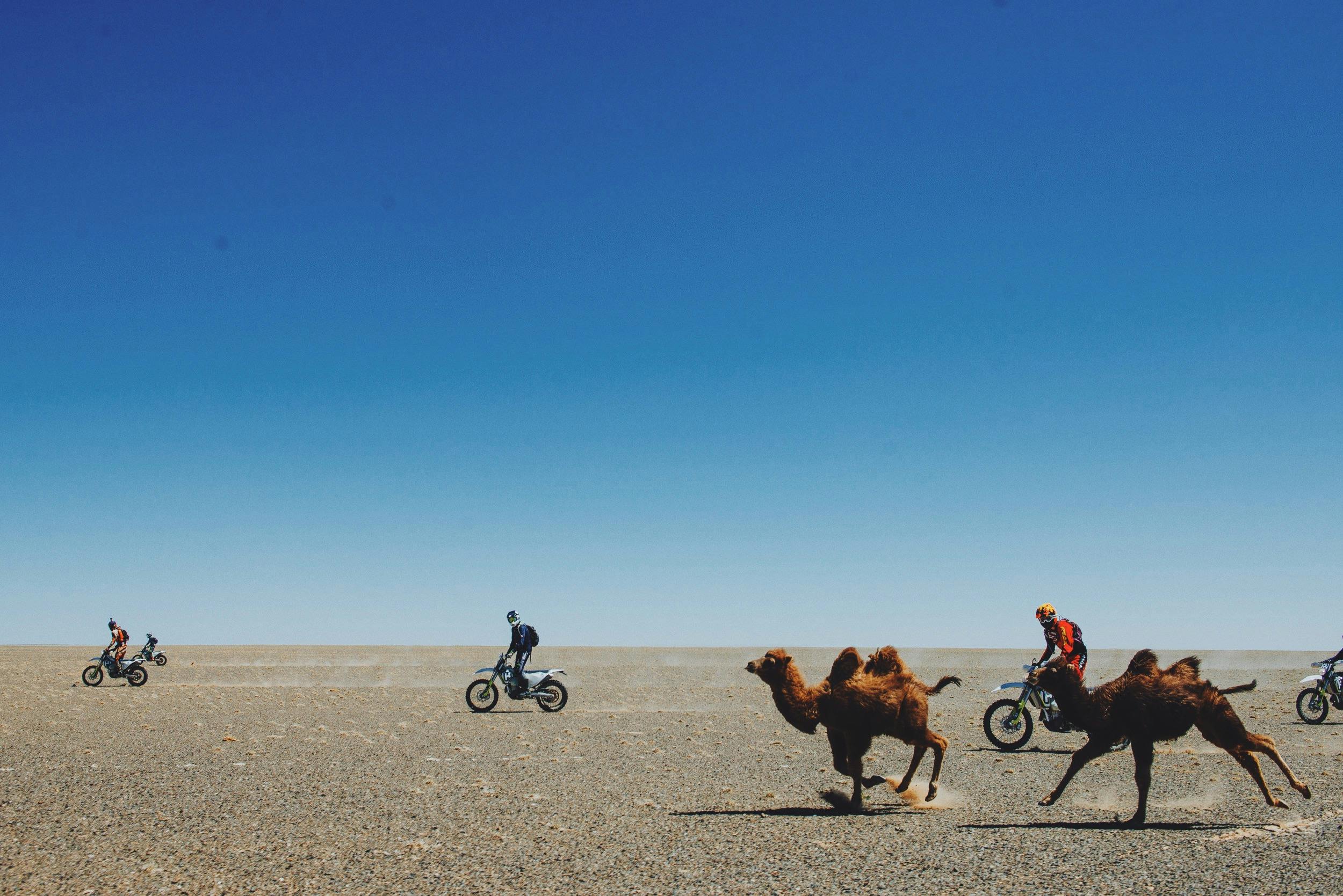 Riding with Camels in Mongolia