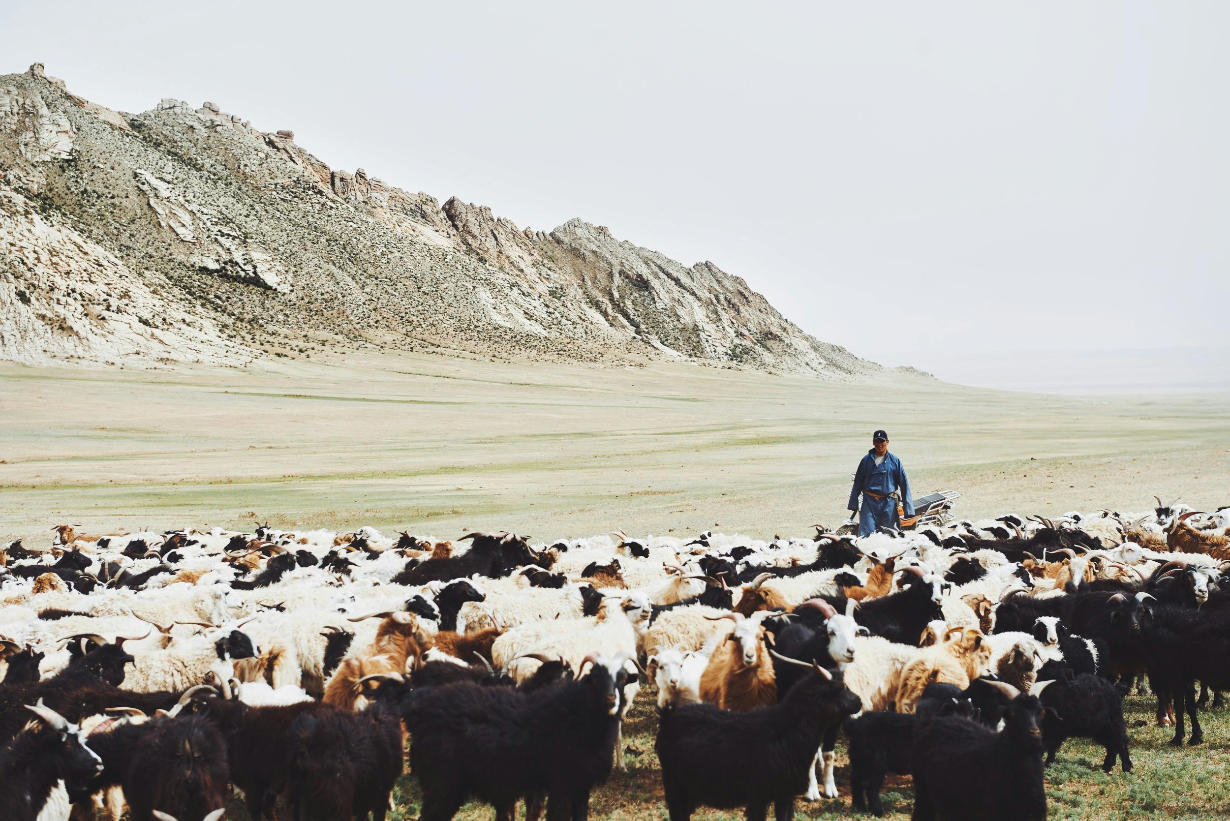 Sheep Field in Mongolia 