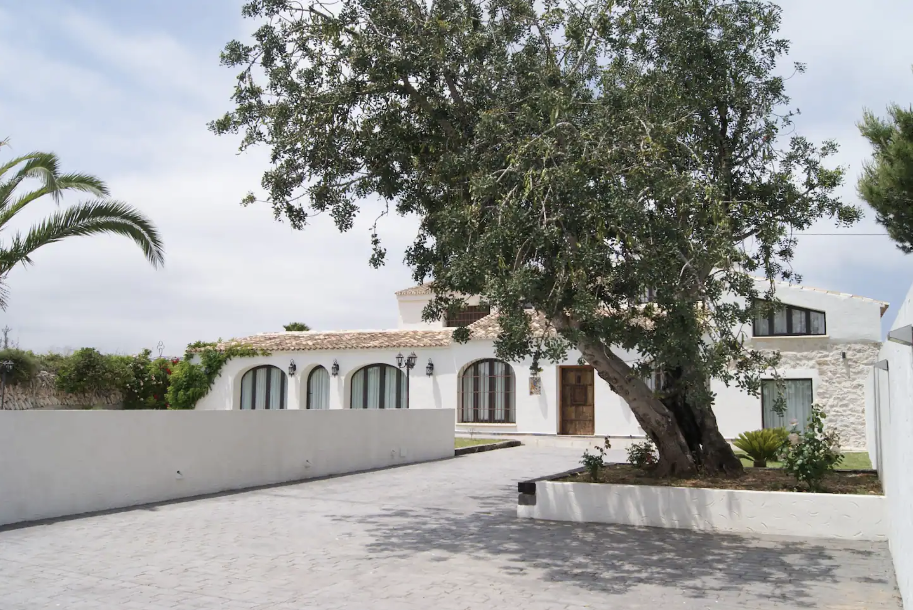 White Vila with an Olive tree
